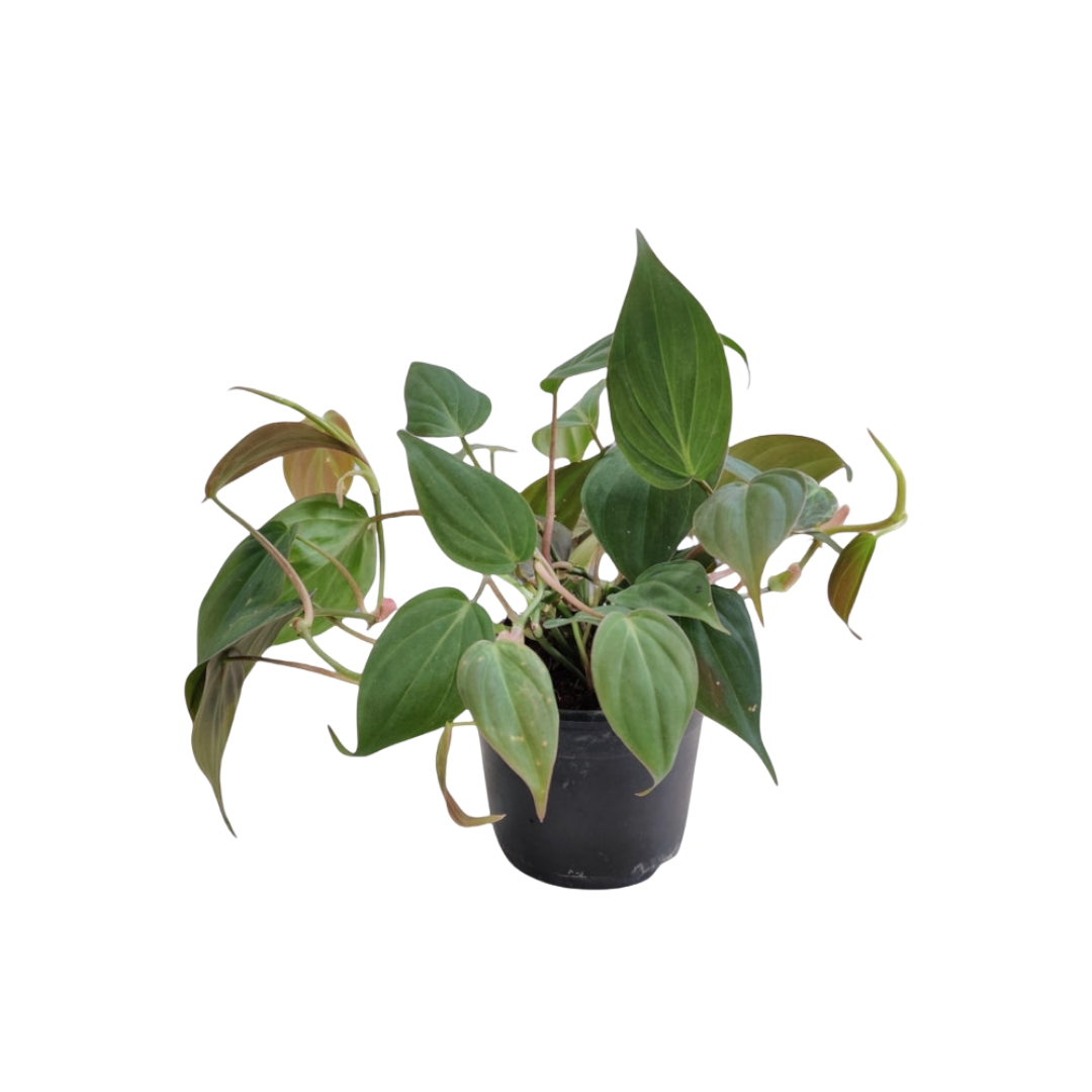 Philodendron micans