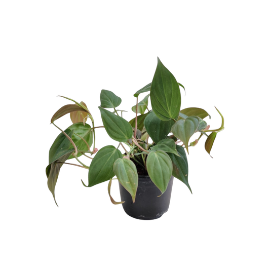 Philodendron micans