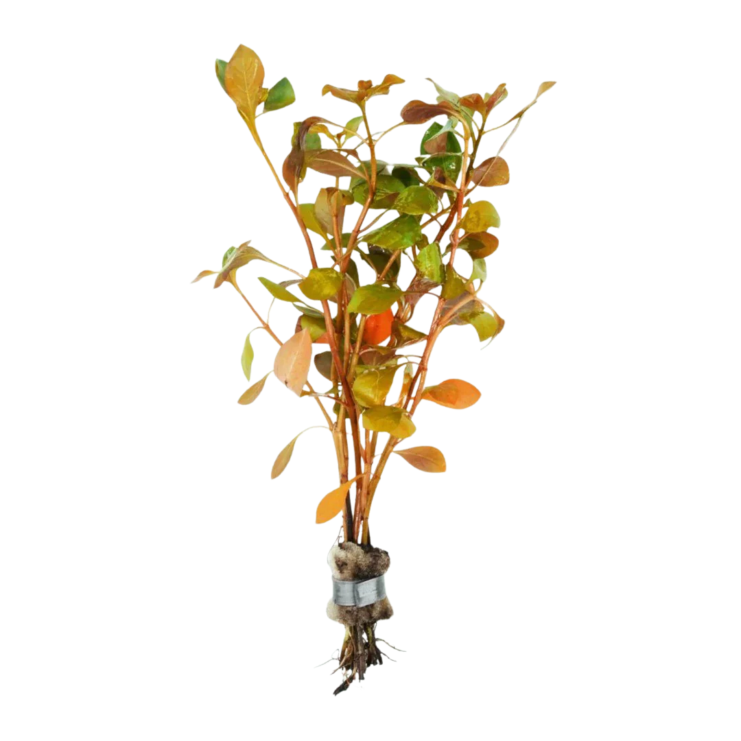 Ludwigia inclinata 'Dark Orange'