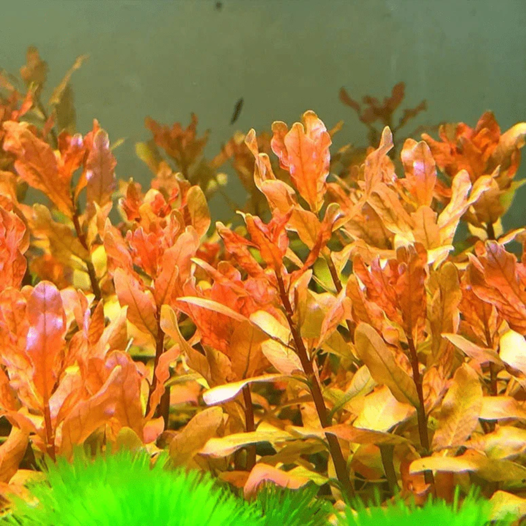 Ludwigia inclinata 'Dark Orange'