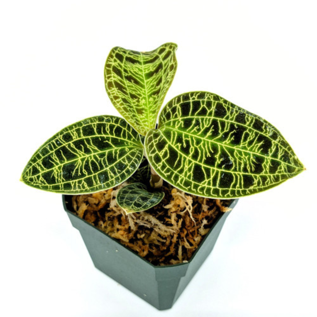 Macodes petola