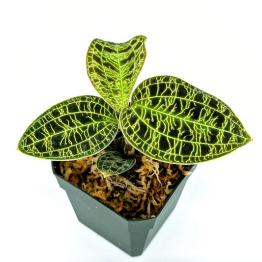Macodes petola