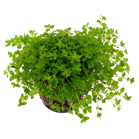 Micranthemum glomeratum