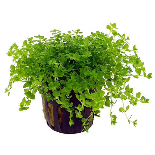 Micranthemum glomeratum