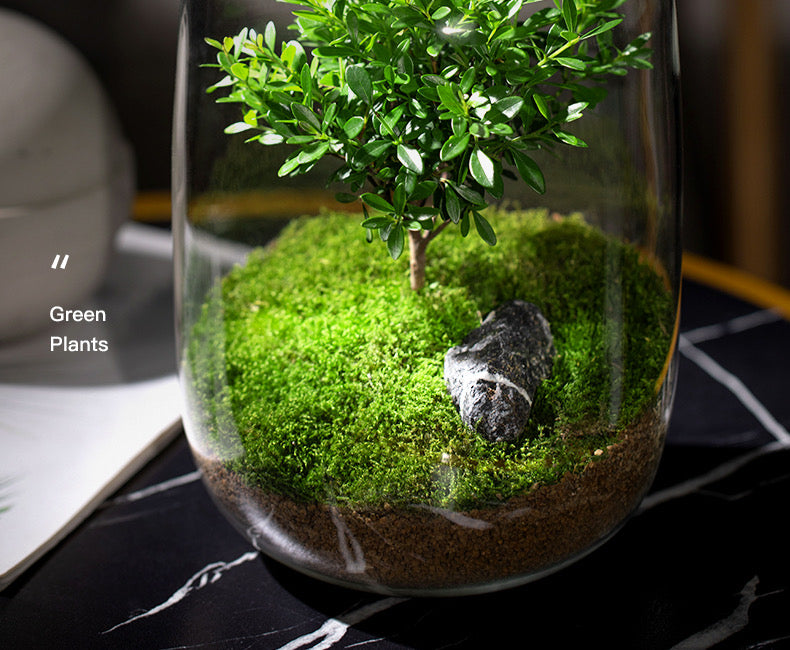 Ecological Bottle Green Moss Micro Landscape Glass Tank