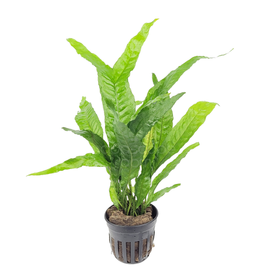 Microsorum pteropus 'Thor's Hammer'