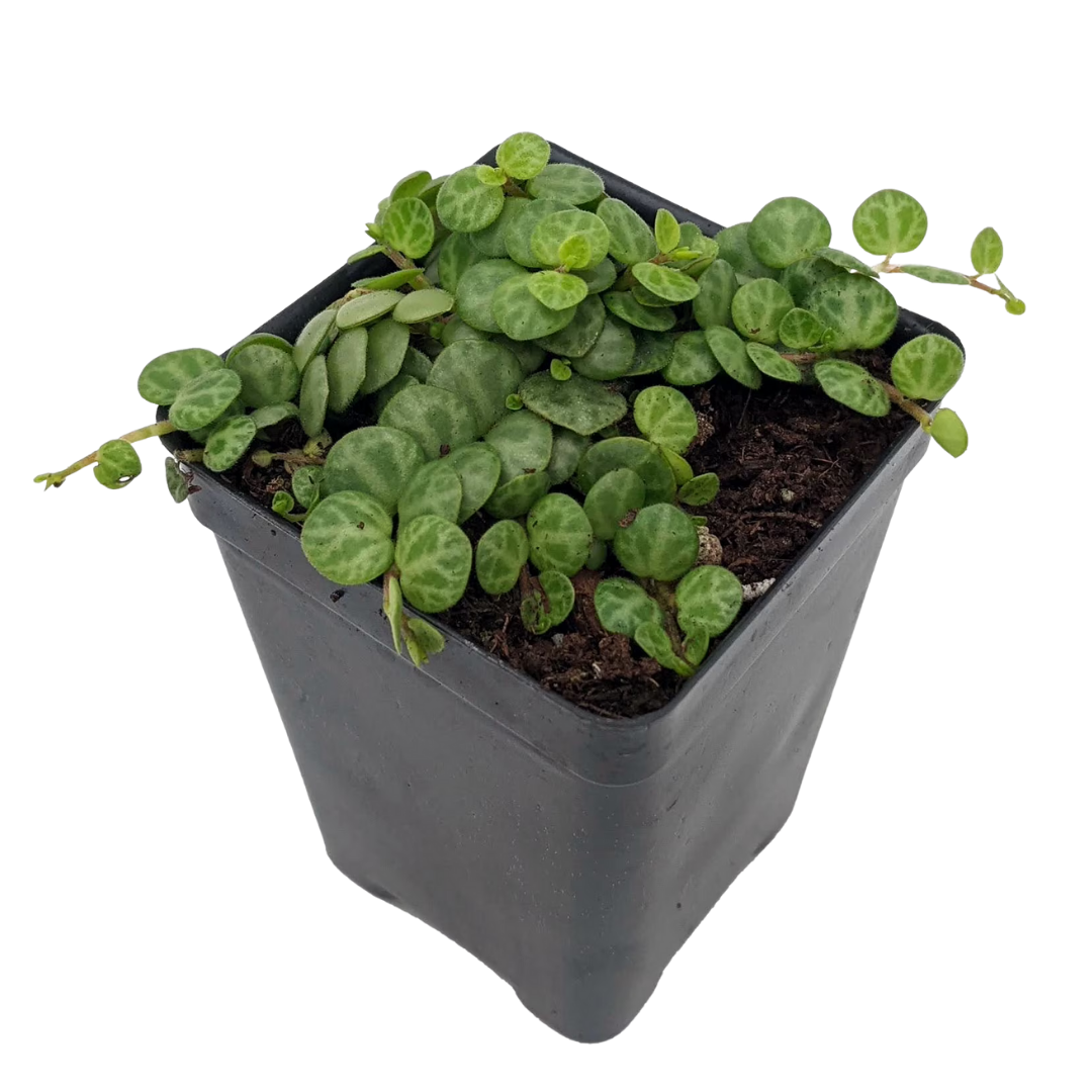 Peperomia prostrata