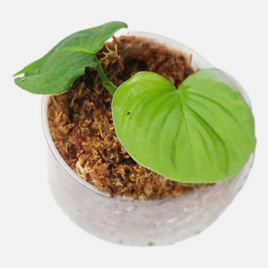 Philodendron fibraecataphyllum