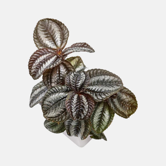 Pilea spruceana 'Norfolk'