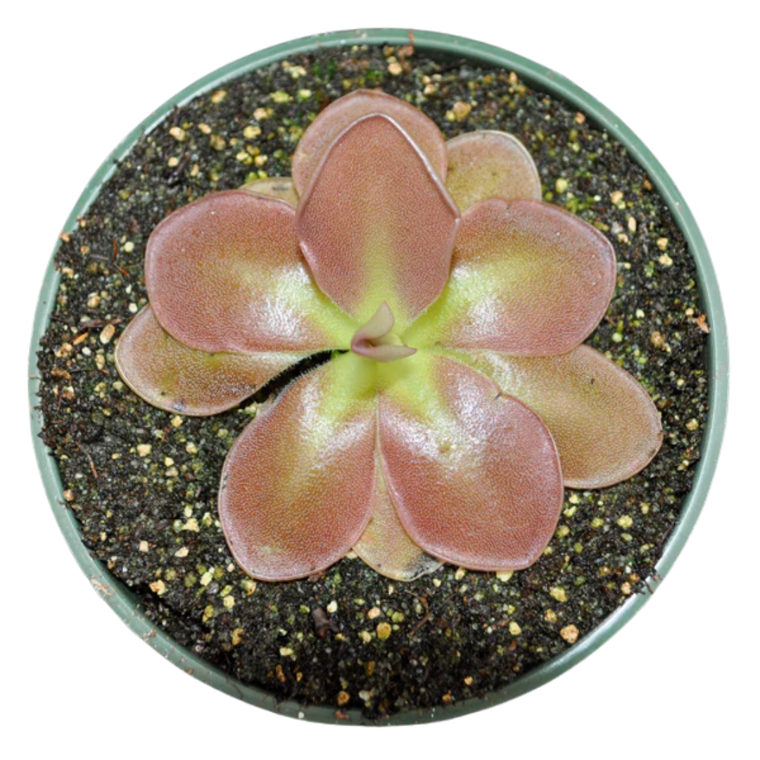 Pinguicula 'Weser'