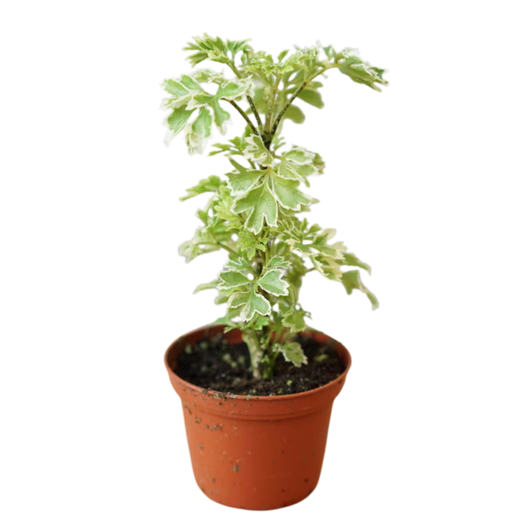 Polyscias fruticosa variegata