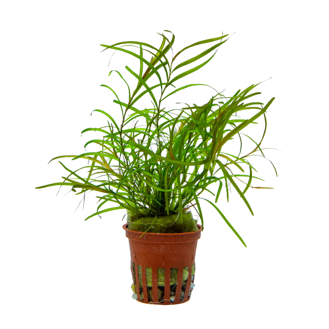Potamogeton Gayi