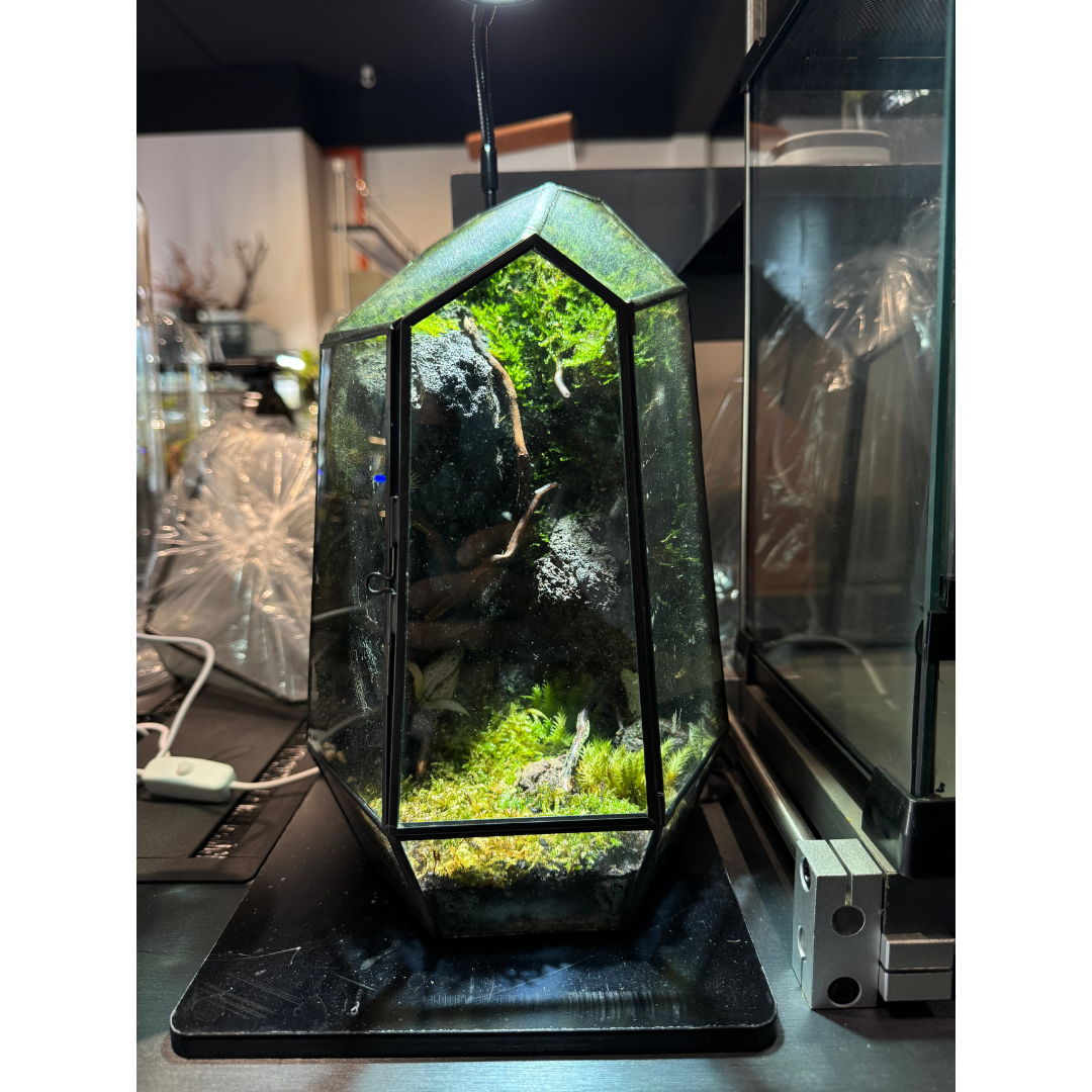 Prism Terrarium Set (Size M)