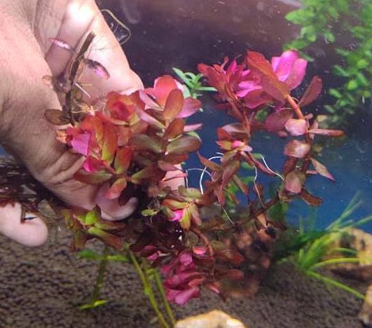 Rotala rotundifolia sp. ‘Yarabje’