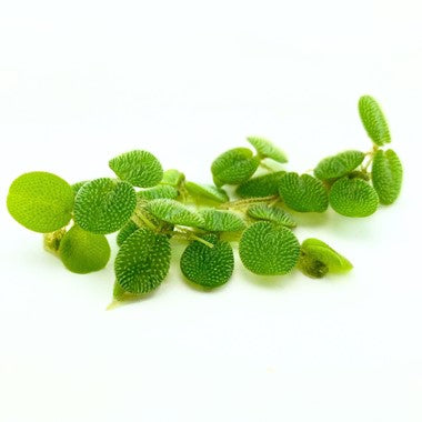 Salvinia minima