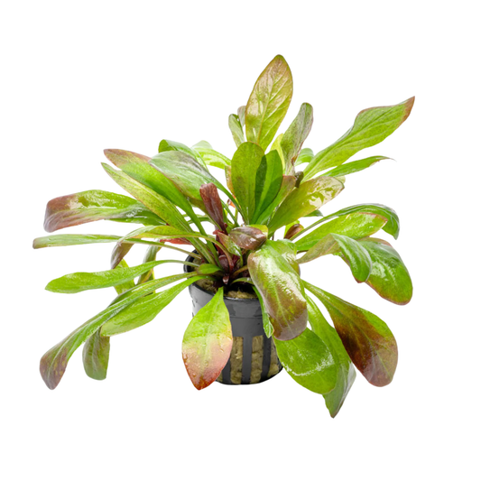 Samolus parviflorus red 'mini'