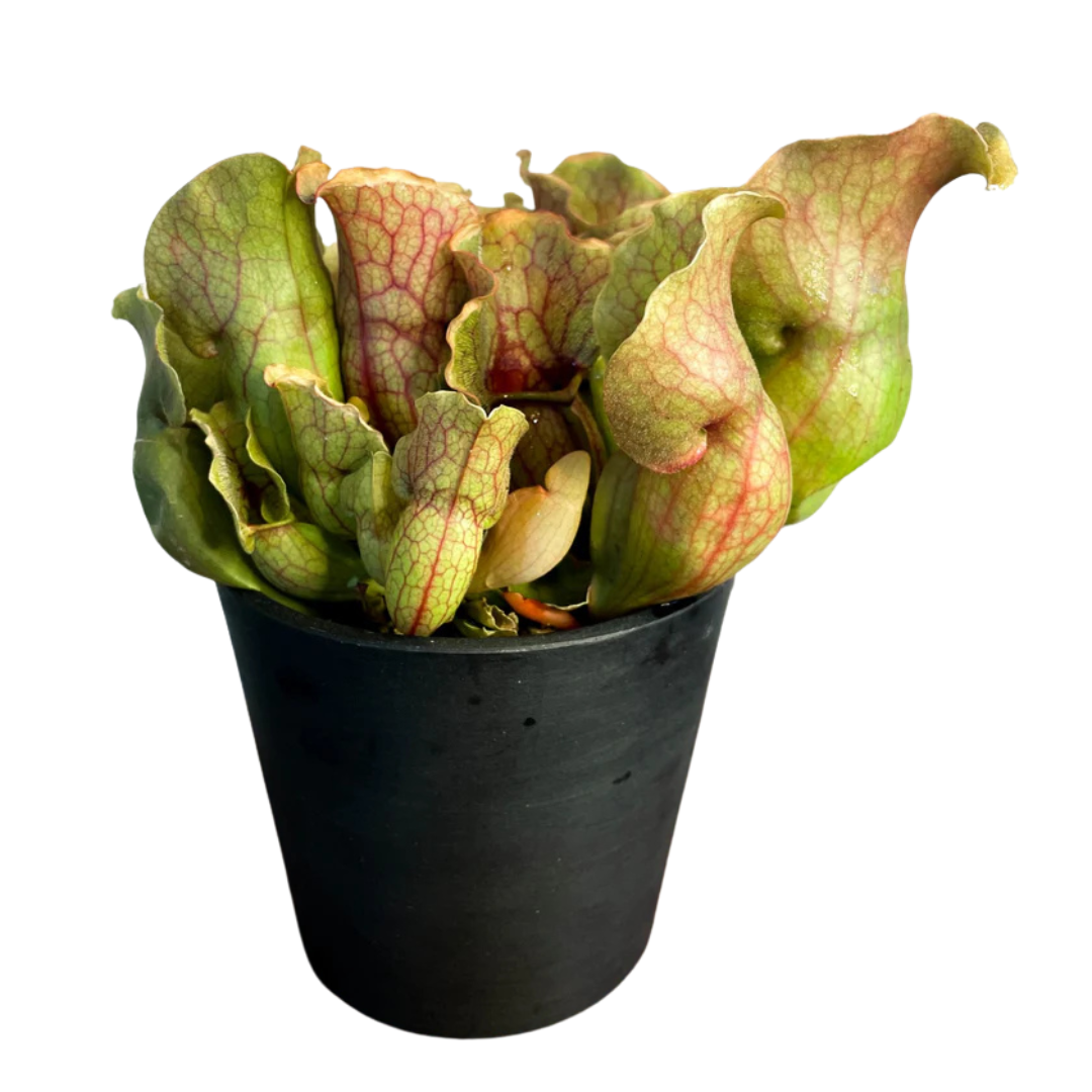 Sarracenia purpurea