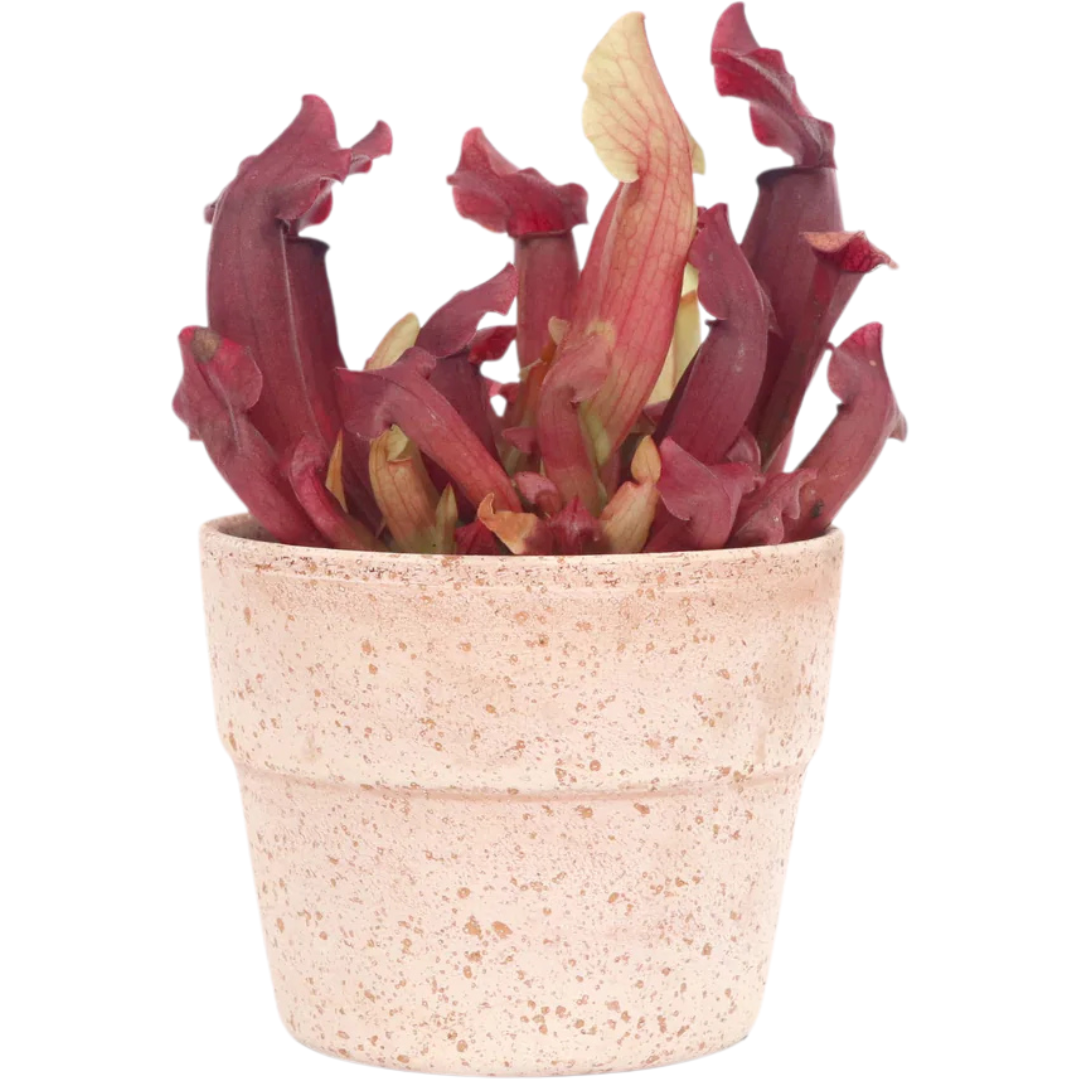 Sarracenia X Maroon