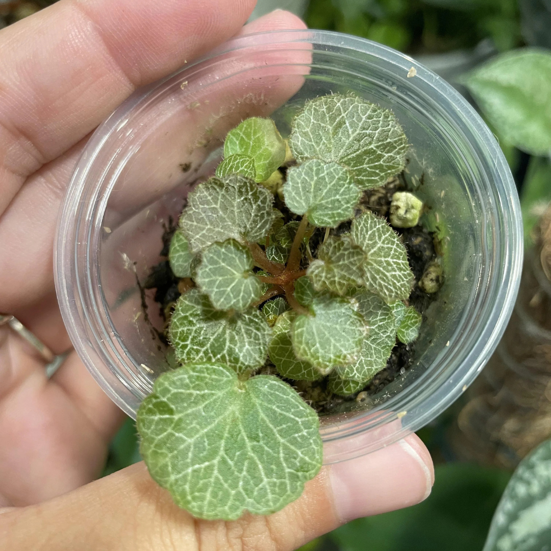 Saxifraga stolonifera