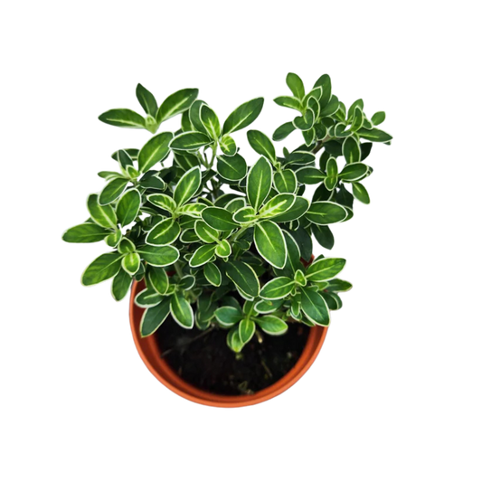 Serissa foetida 'Variegata'