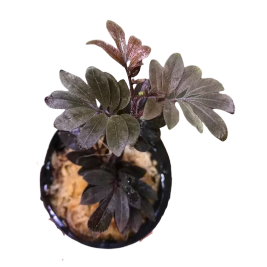 Solanum uleanum