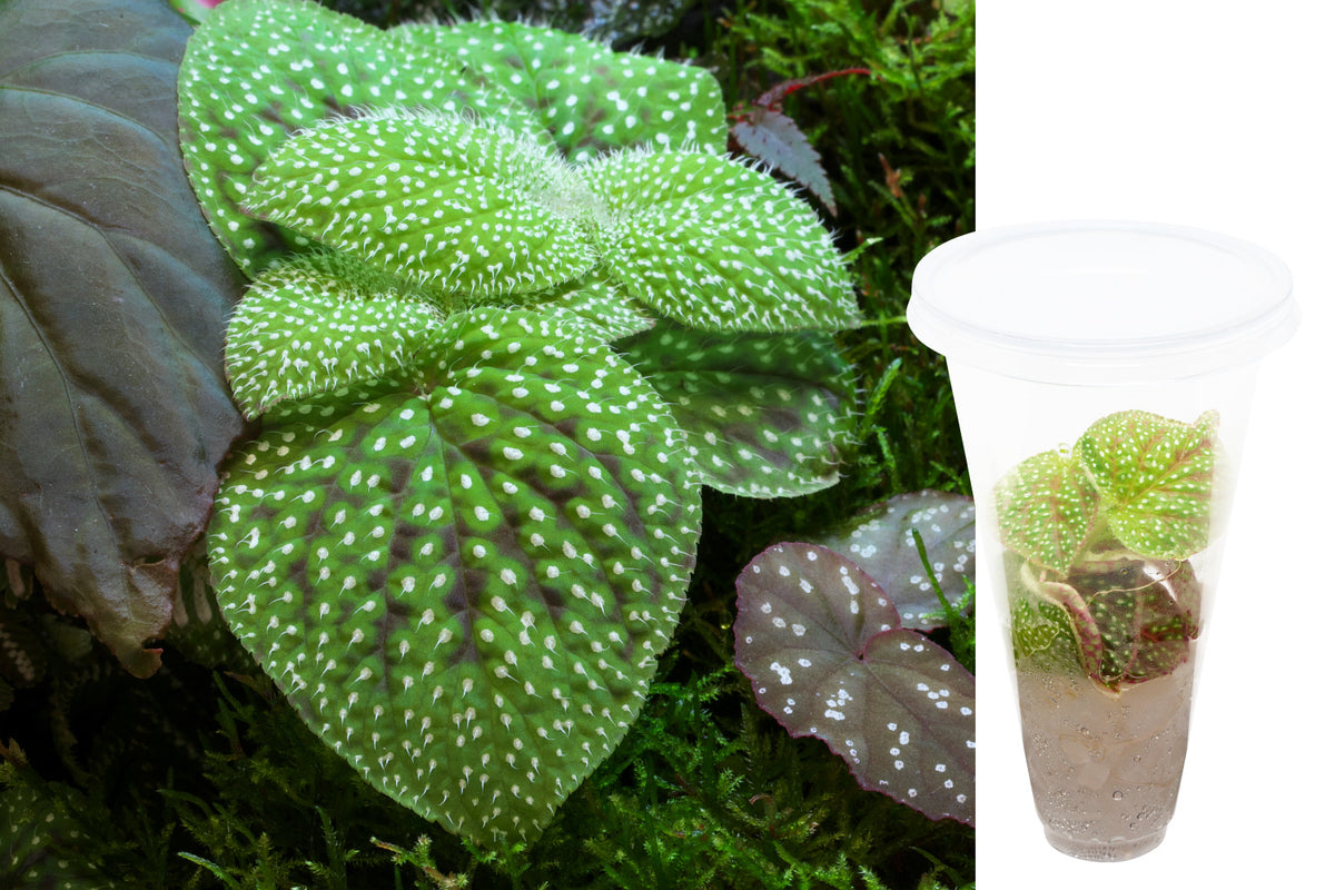Sonerila sp. 'Wayanad White Spot'