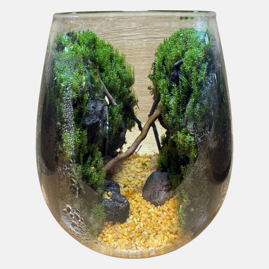 Terrarium Set Up 10