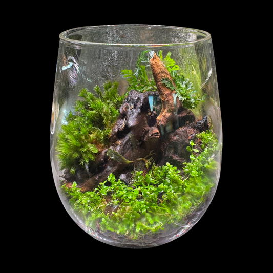Terrarium Set Up 3