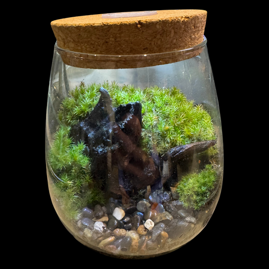 Terrarium Set Up 6