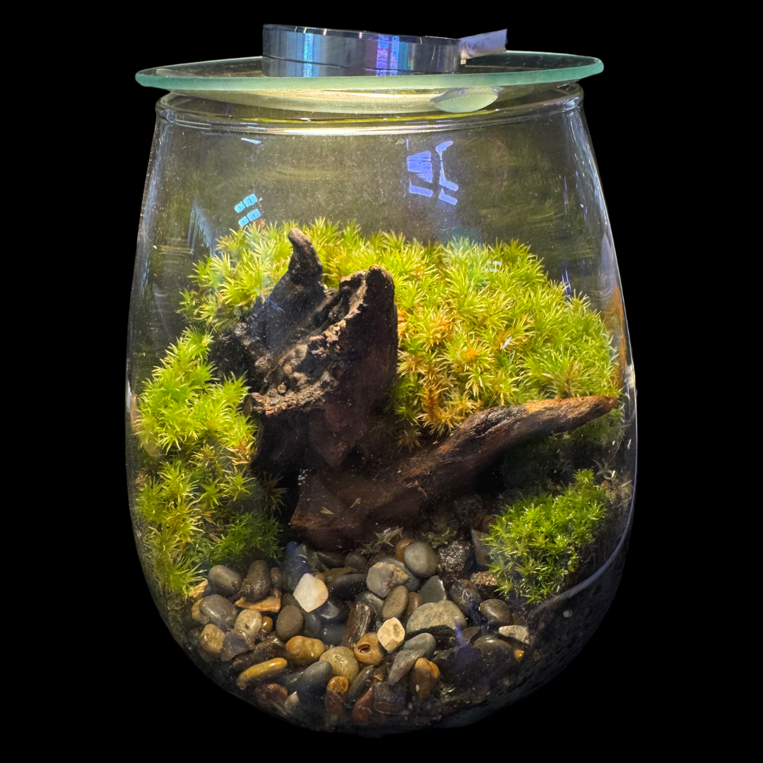 Terrarium Set Up 6