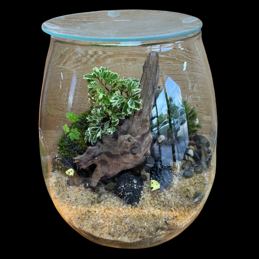 Terrarium Set Up 9