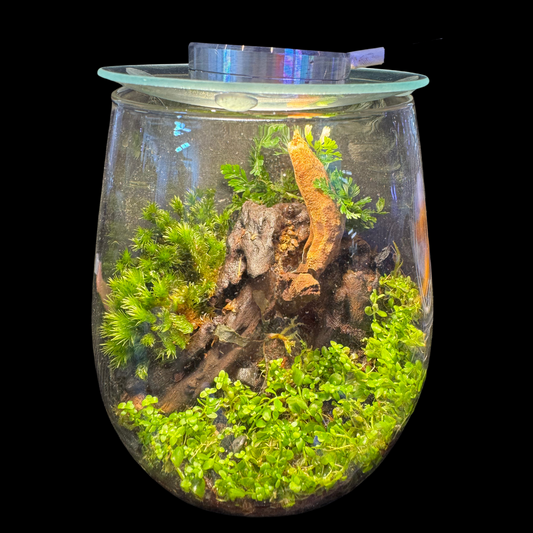Terrarium Set Up 3