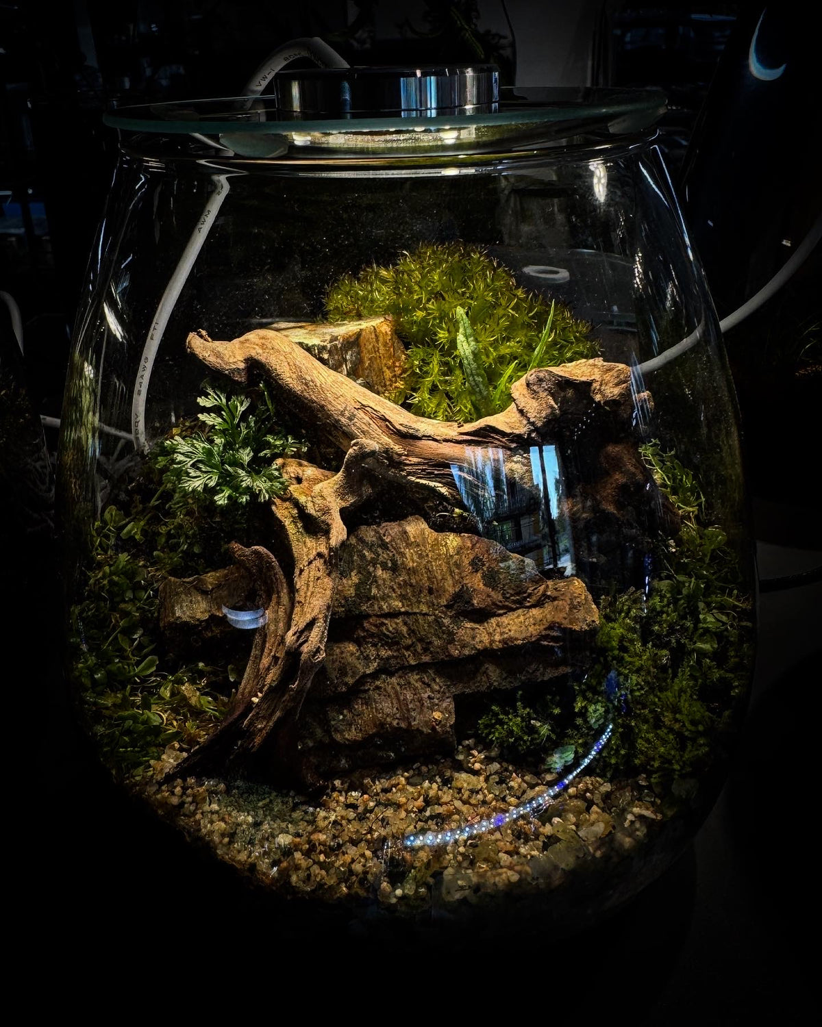 Terrarium Set 15*15.5cm