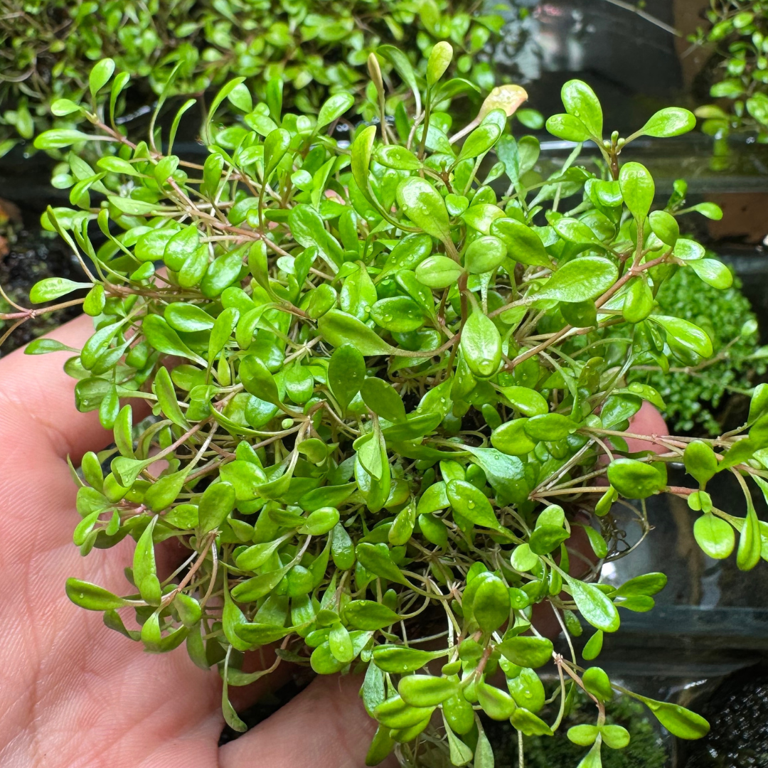 Wabi Kusa Glossostigma elatinoides