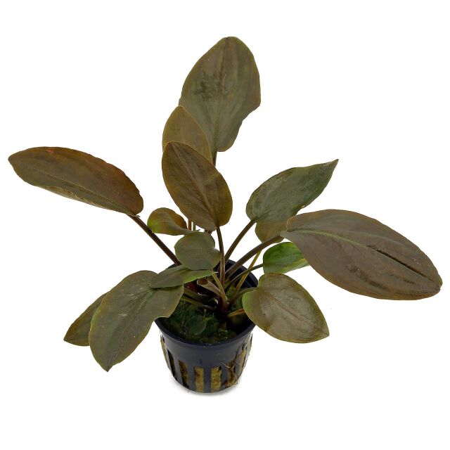 Lagendra meeboldii ‘Red’