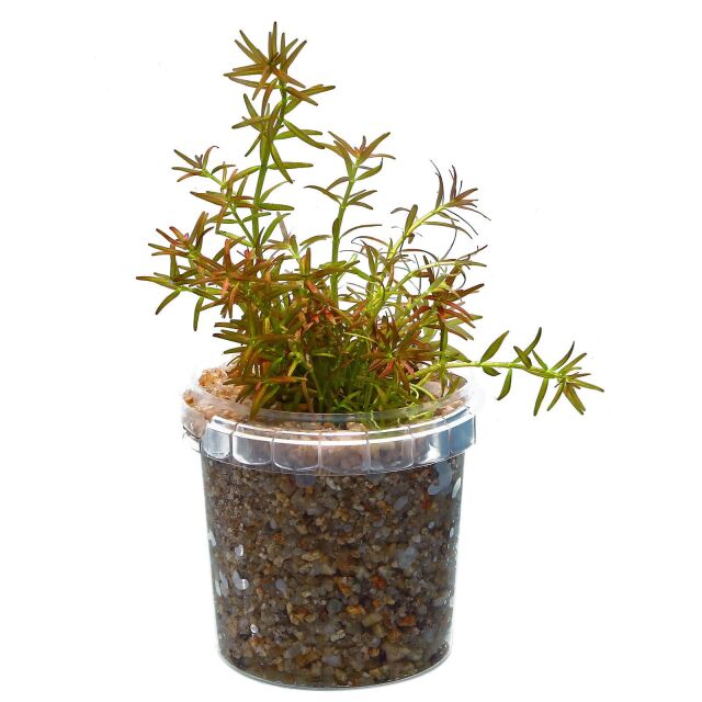 Rotala mexicana ‘Goais’