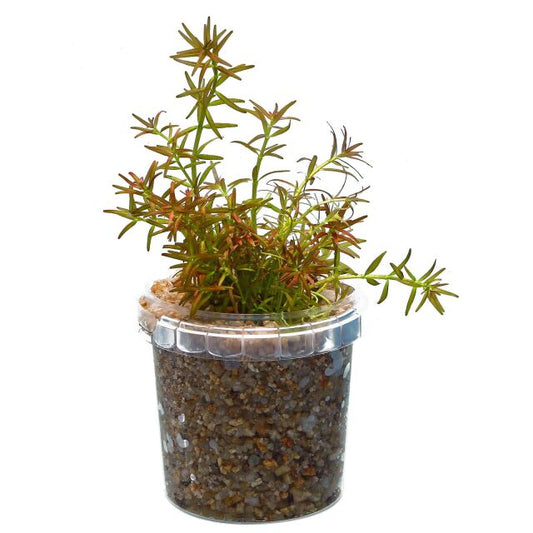 Rotala mexicana ‘Goais’