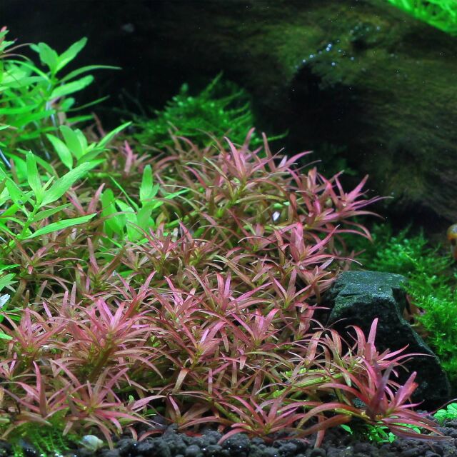 Rotala mexicana ‘Goais’