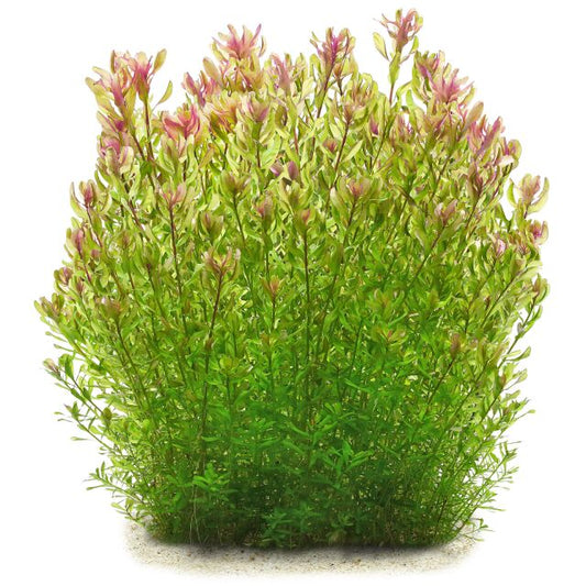 Rotala rotundifolia 'Shimoga'