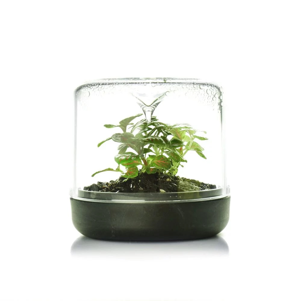 Botanica Sanctuary Mini Terrarium