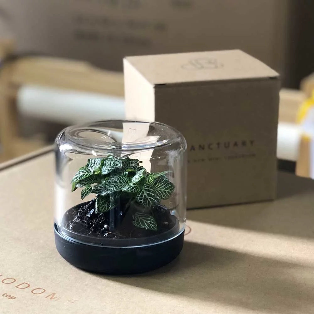 Botanica Sanctuary Mini Terrarium