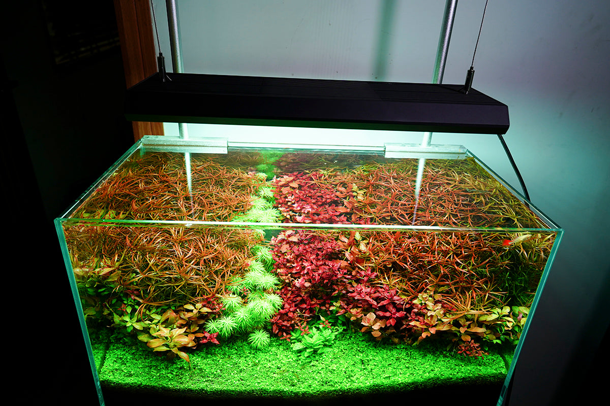 Chihiros VIVID 2 – Garden Aquaria