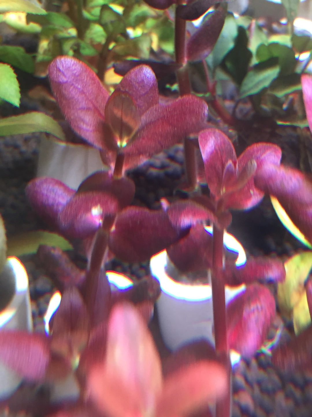 Bacopa salzmannii 'Purple'