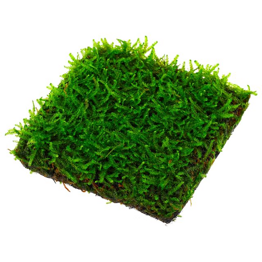 Christmas moss