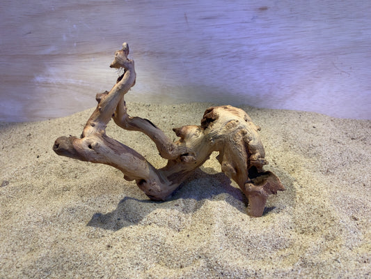 Mopani Wood C3
