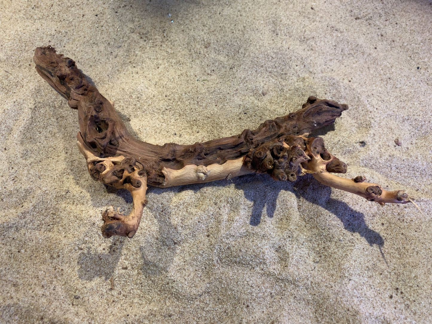 Mopani Wood C15