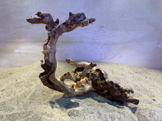 Mopani Wood C16