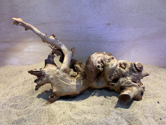 Mopani Wood C19