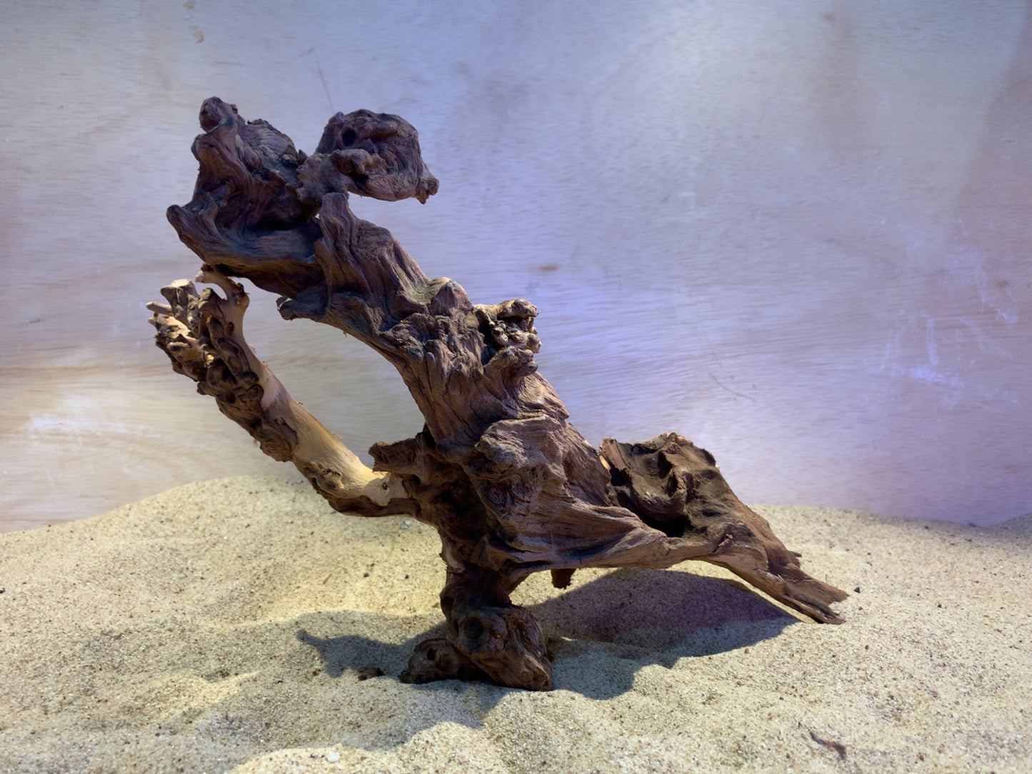 Mopani Wood C23