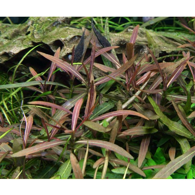 Hygrophila lancea "Araguaia"